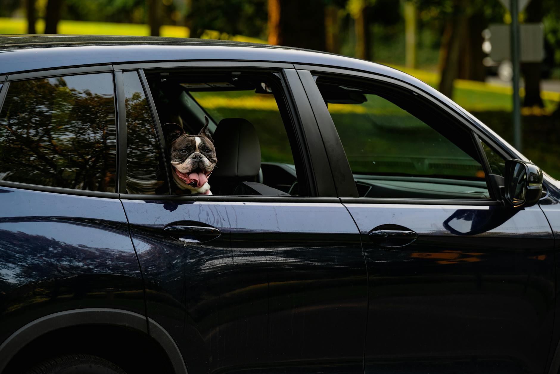 Animali in auto: trasportini, sicurezza, multe